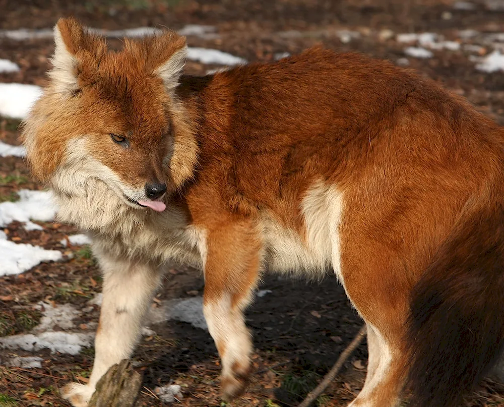 Tian- Shan Shan red wolf