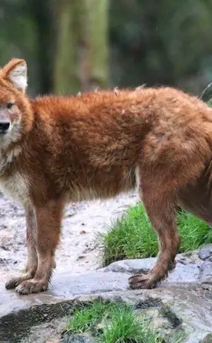 Red wolf Ubsunur Basin