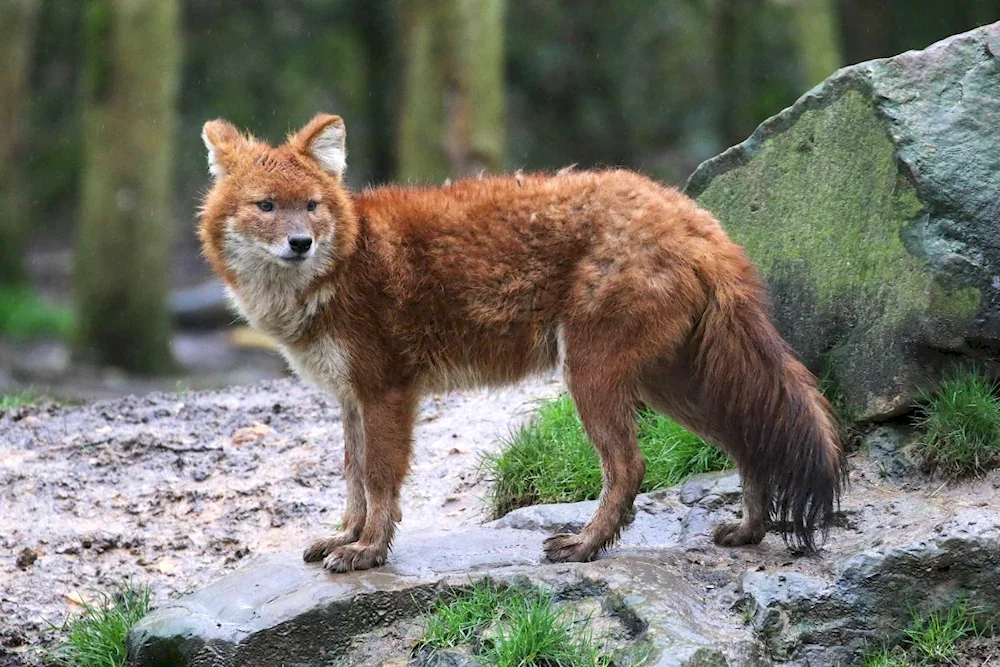 Red wolf Ubsunur Basin