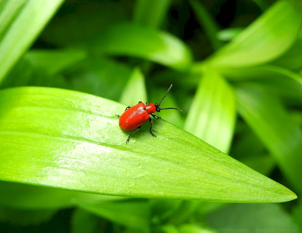 Green weevil beetle