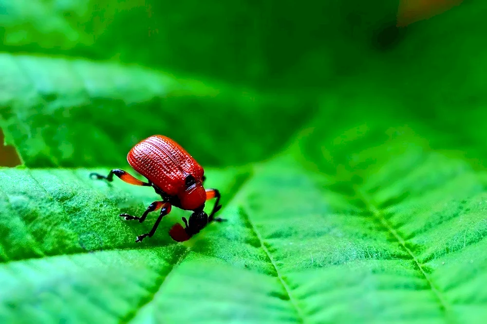 Red beetle leaf beetle