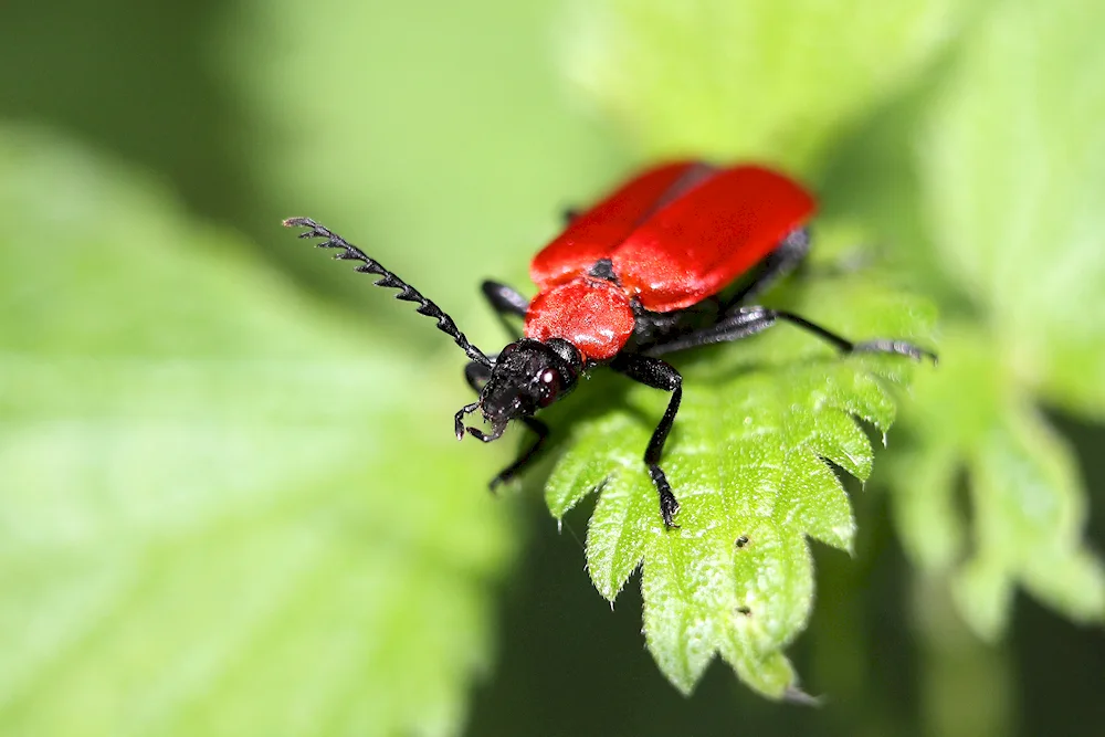 Green beetle bug