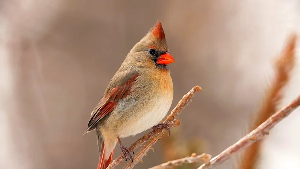 Red Crested Cardinal