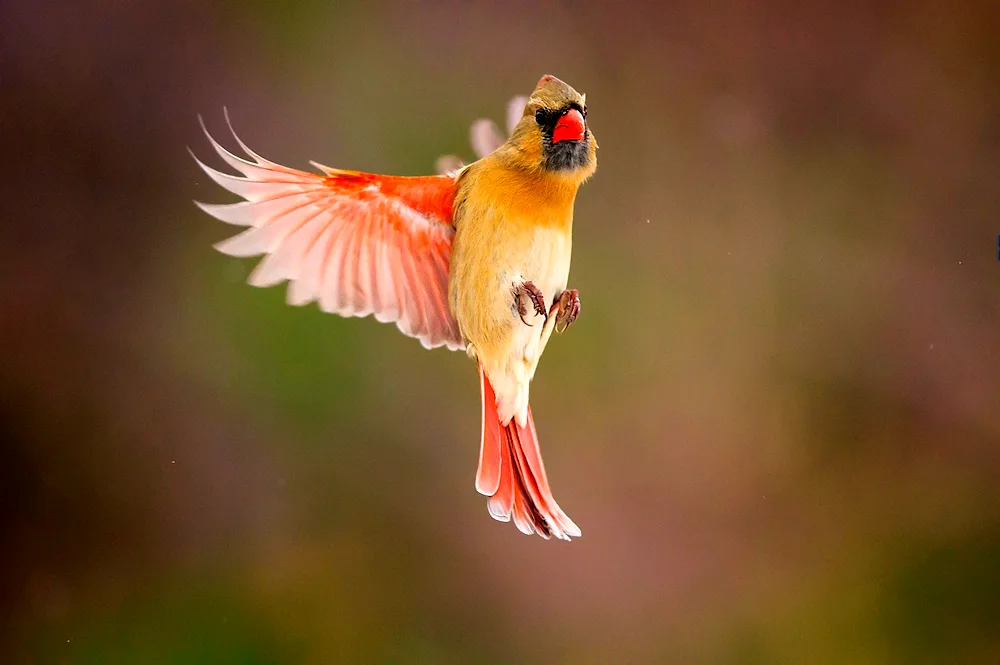 Pilgrim bird