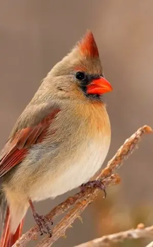 Red Cardinal Finch