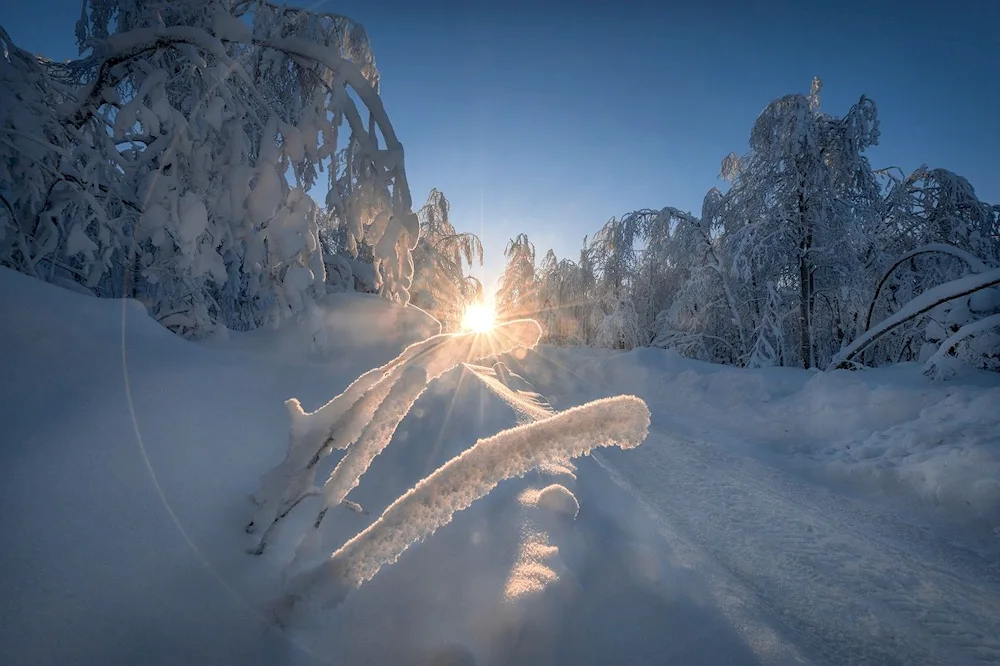 Winter beauty