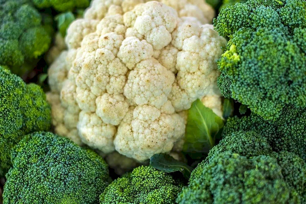 Kerguelen cabbage
