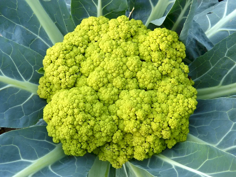 Green vegetables