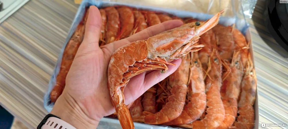 Argentine langoustines