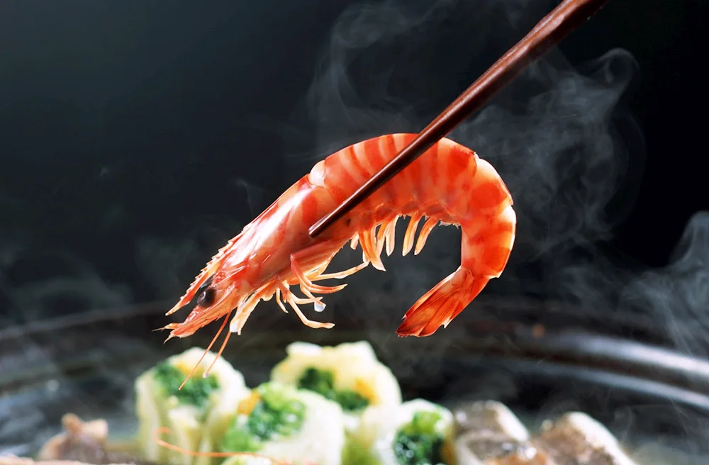 Cardinal Sulawesi shrimp