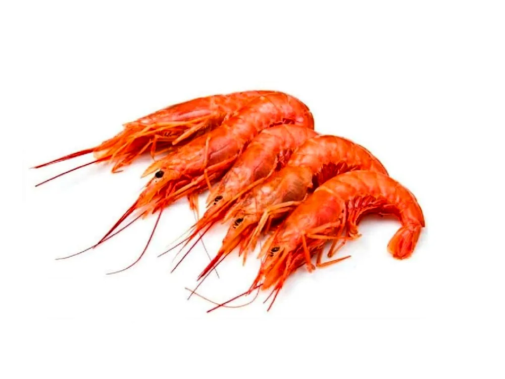 Red shrimp l3