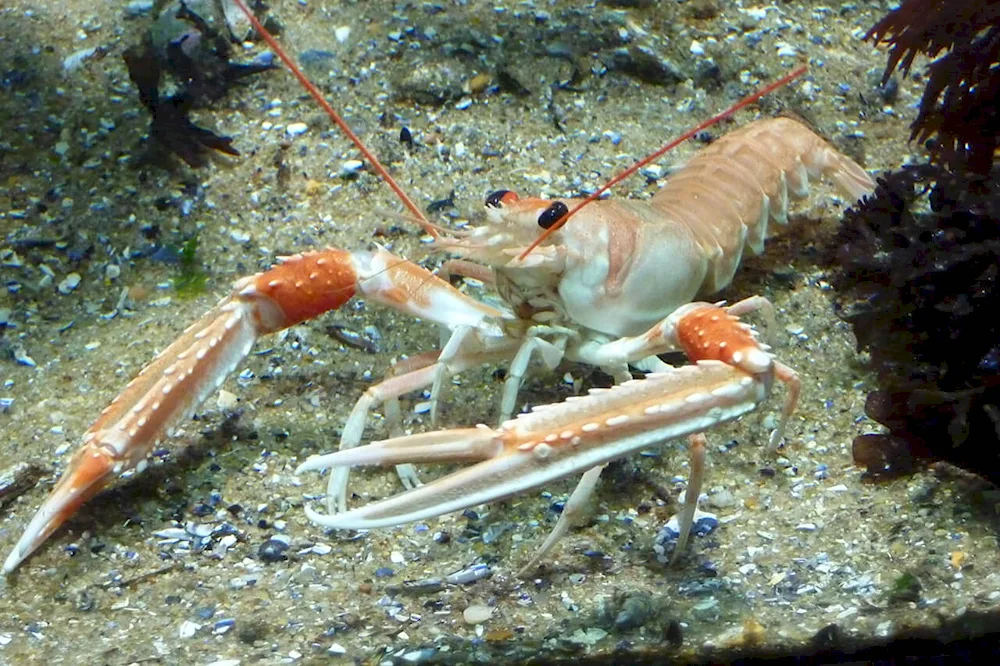 Shrimp lobster langoustine lobster lobster