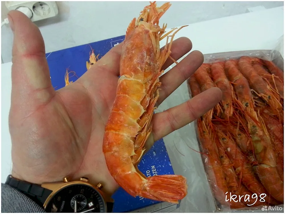 Langostins and King prawns