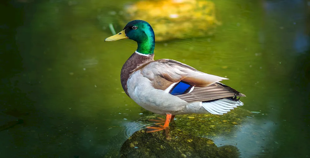 Mallard drake