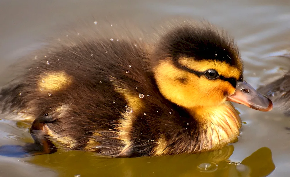 Mallard duck chick