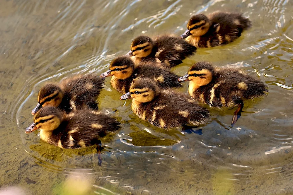 Black mallard