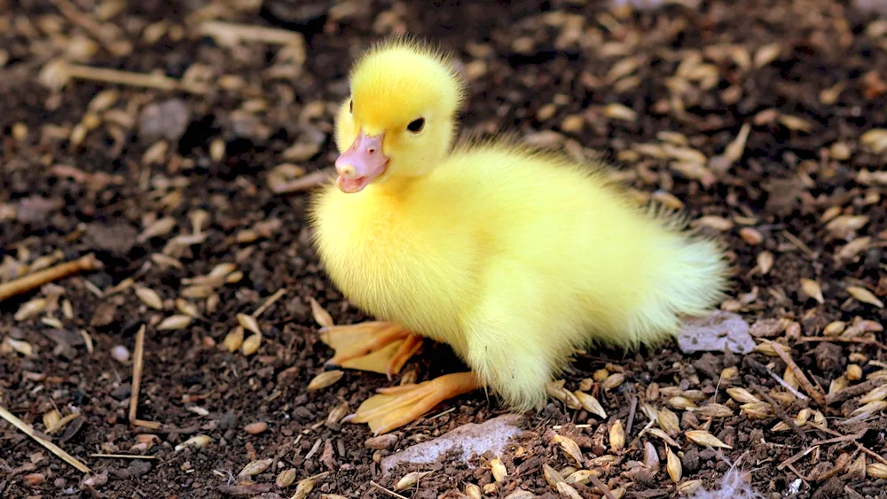 Mallard duck chick