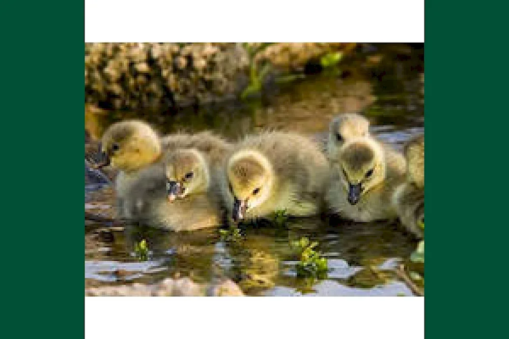 Yellow ducklings