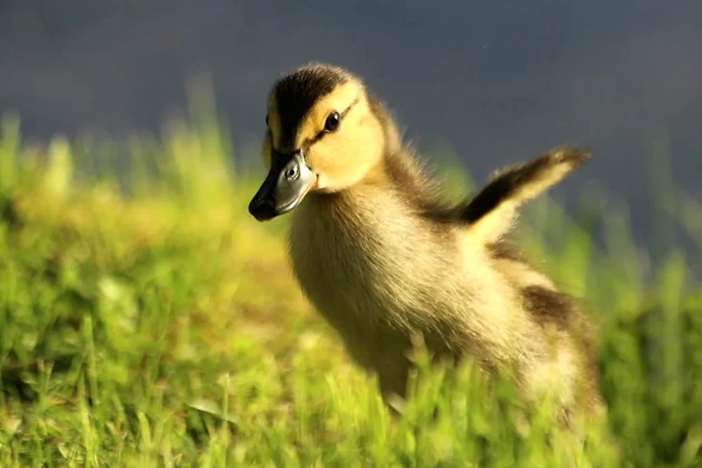 Geese goose ducklings. goslings