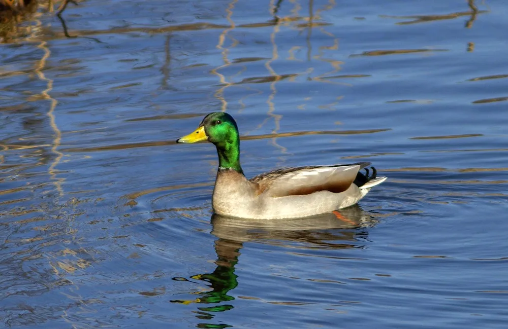 Mallard river ducks