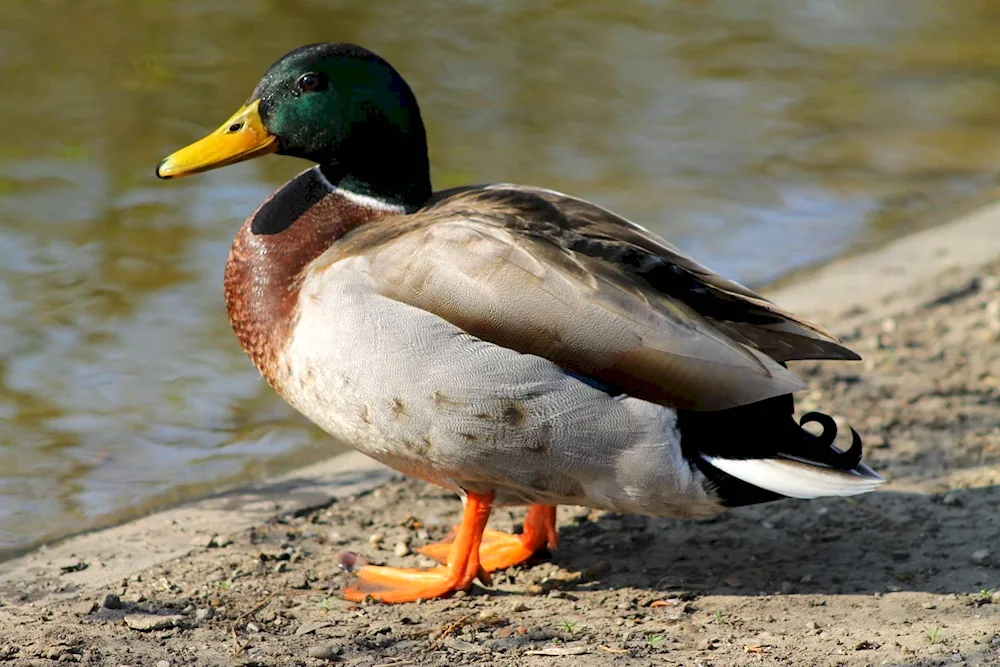 Duck wallpaper