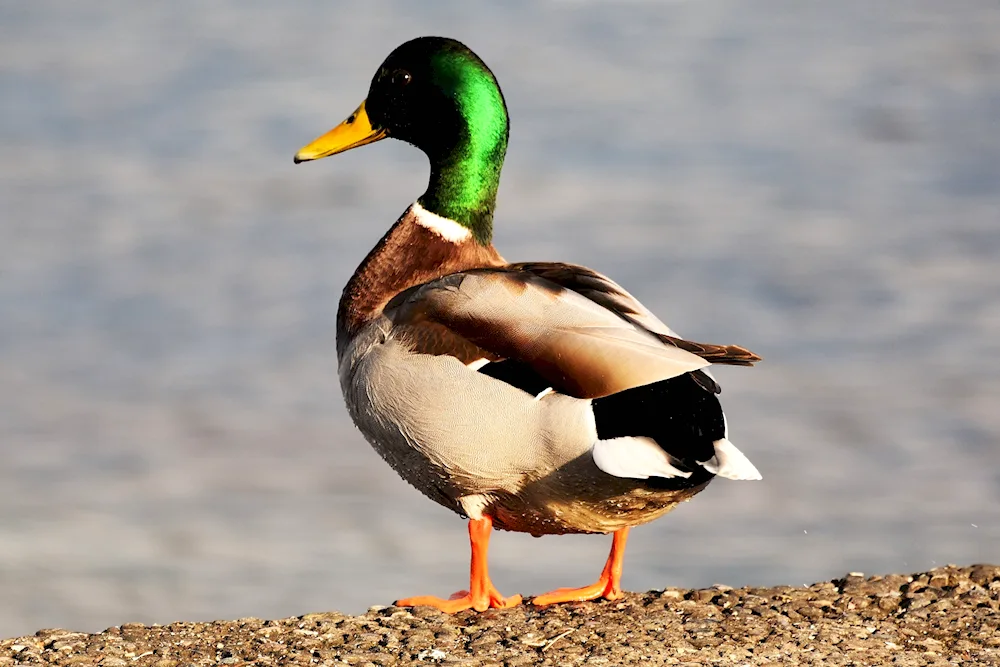 Mallard duck