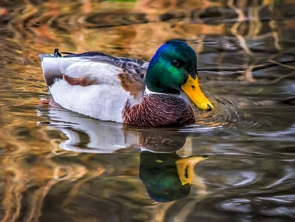 Mallard duck