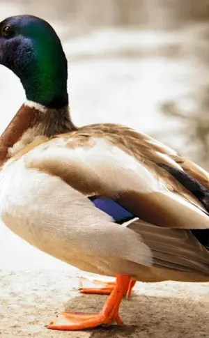 Mallard duck