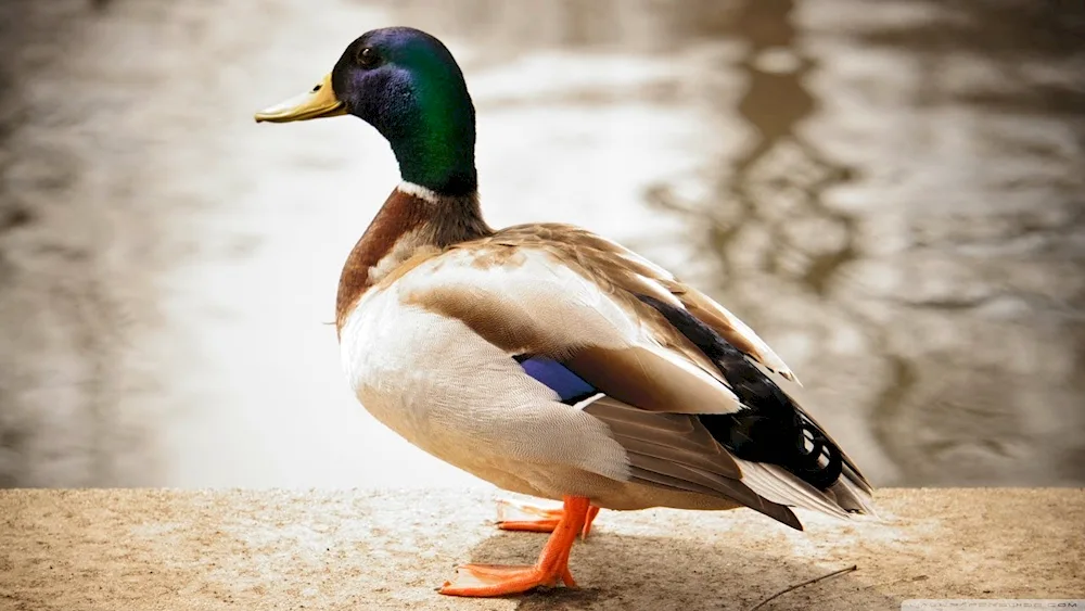 Mallard duck