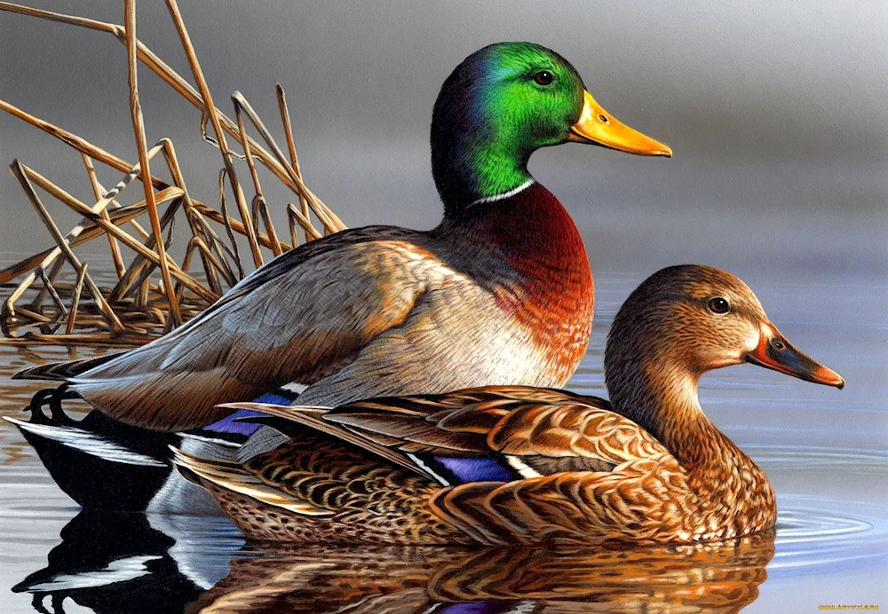 Mallard duck