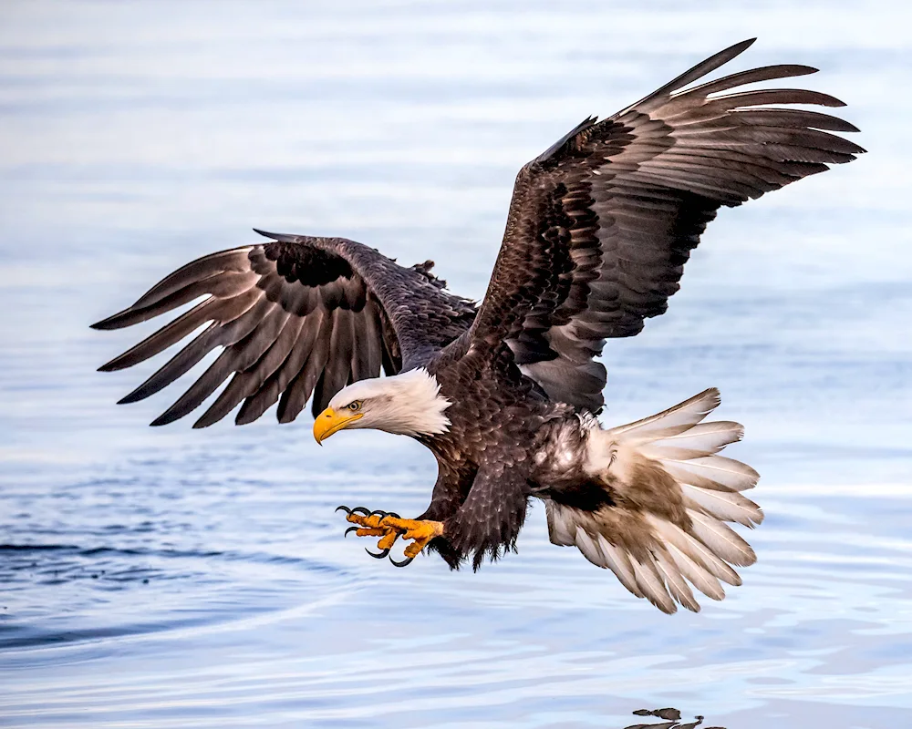 Birds of Prey Eagle Berkut