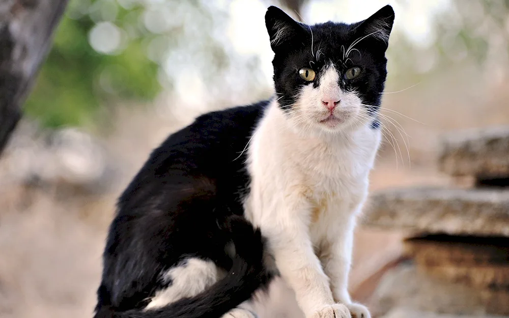 Black and white cat