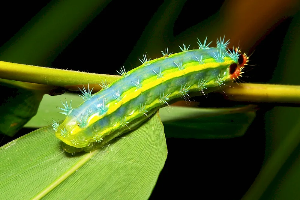 Butterfly caterpillar- Megalopygida