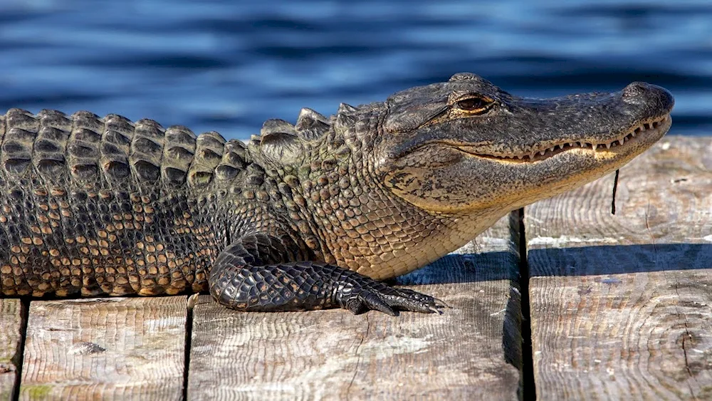 Nile crocodile. Crocodile