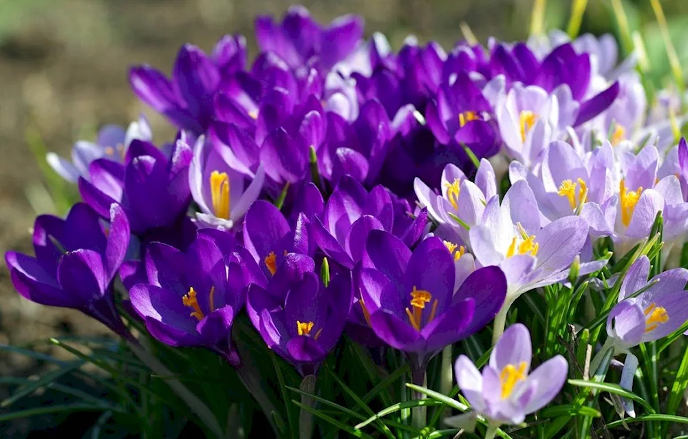 Crocus Purple