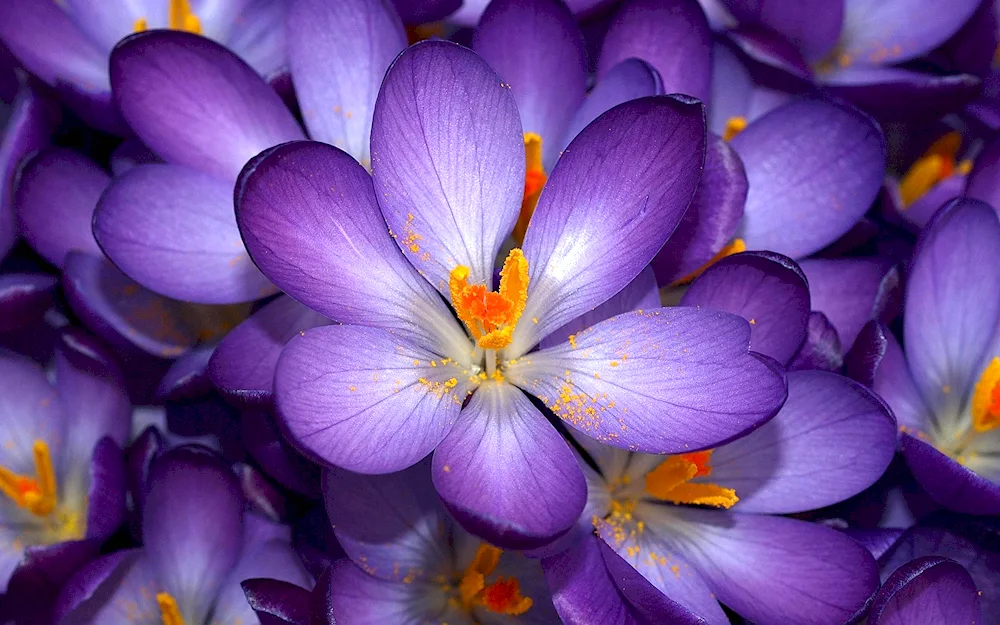 Crocus. Bars Purple