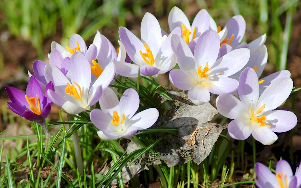 Crocus white flower first flower