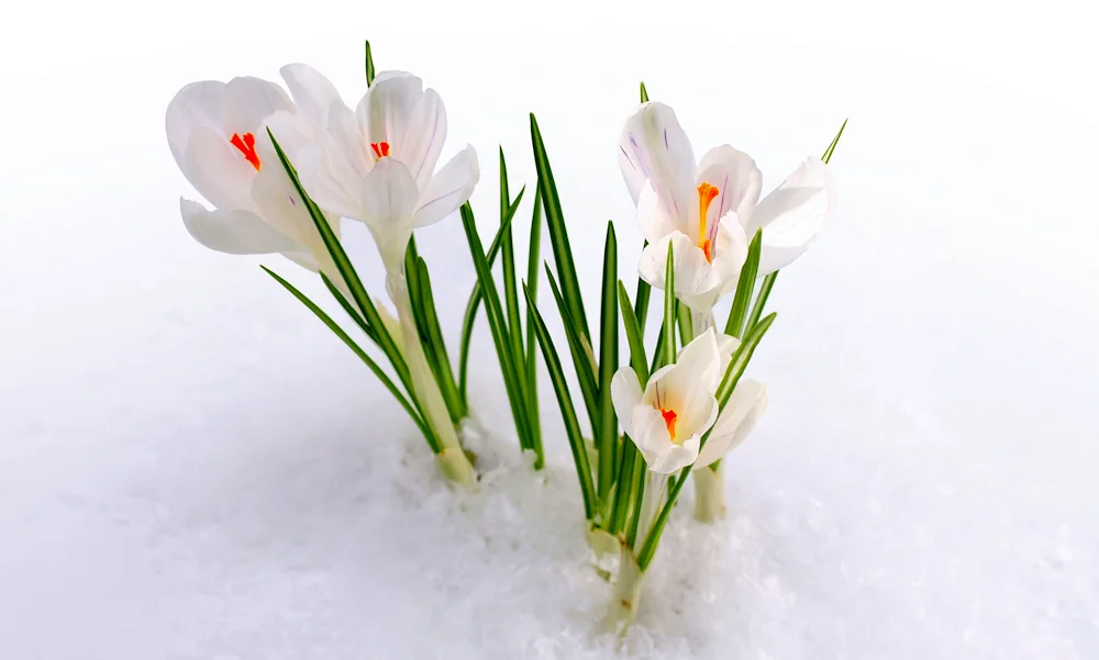 Crocus white primrose flower