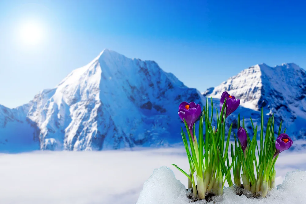 Crocus mountain flower Elbrus