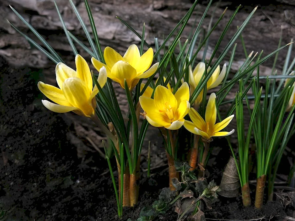 Crocus Yellow