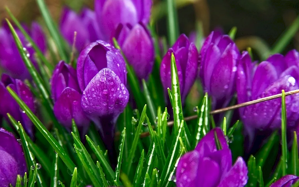 Crocus saffron flower