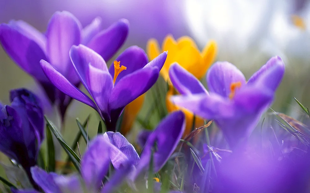 Crocus purple