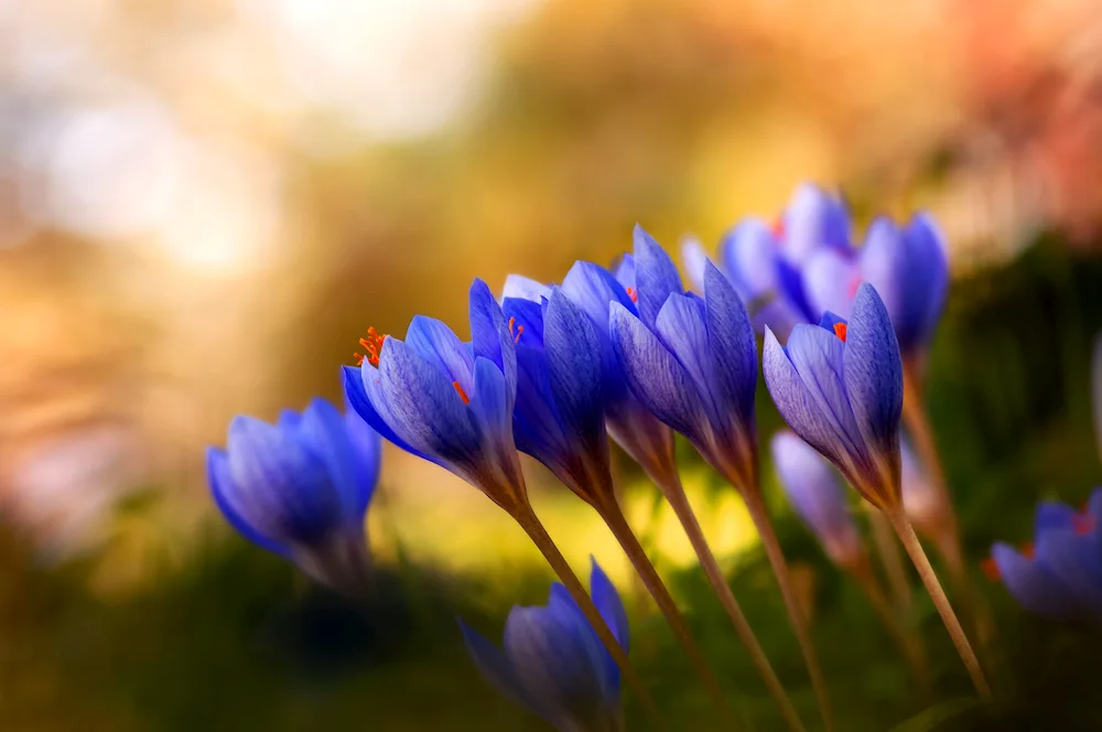 Crocus saffron blue