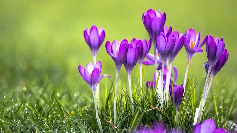 Crocus. Saffron flower