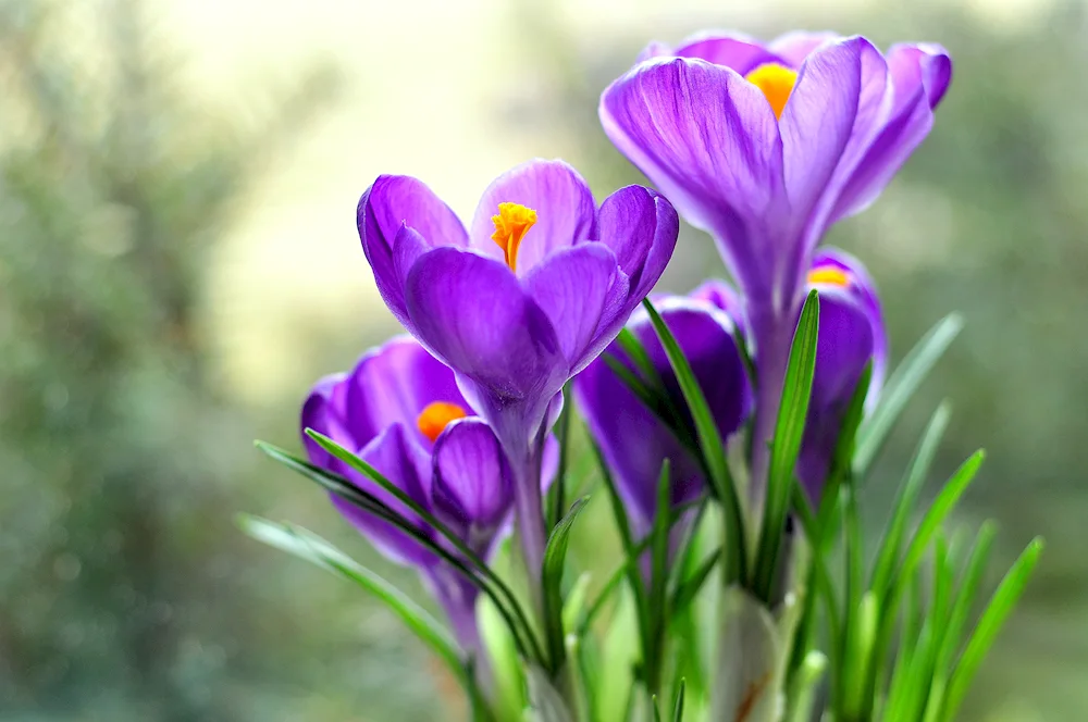 Crocus saffron flower