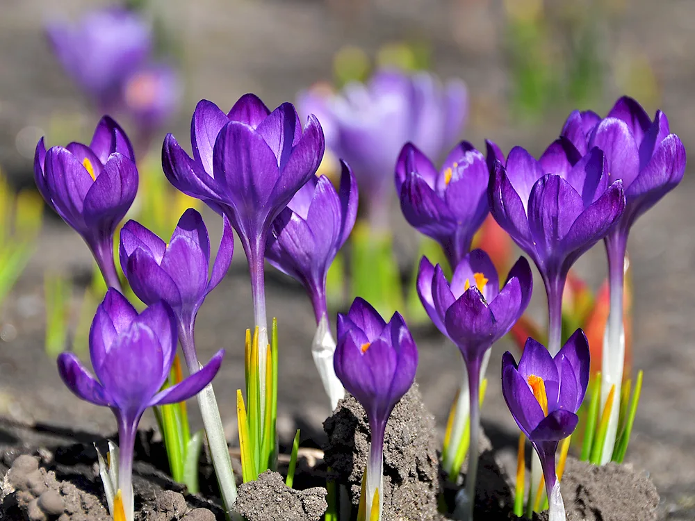 Crocus Saffron flower