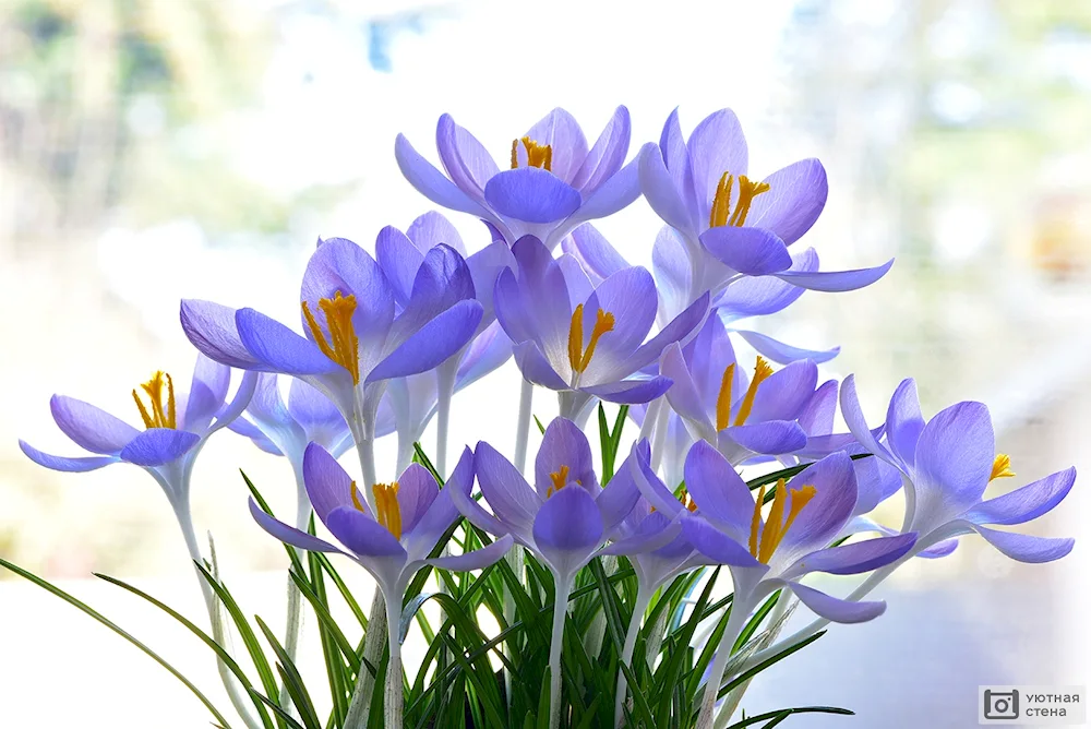 Crocus Saffron spring flower