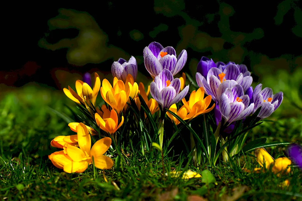 Crocus Saffron spring flower