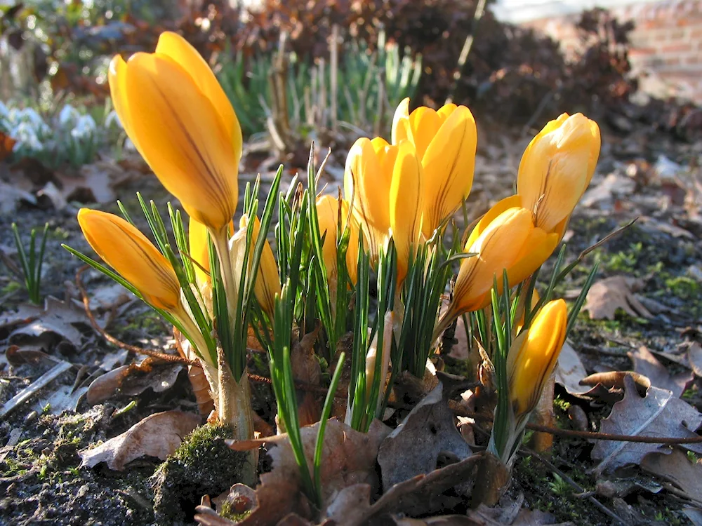 Prolesques snowdrops crocus