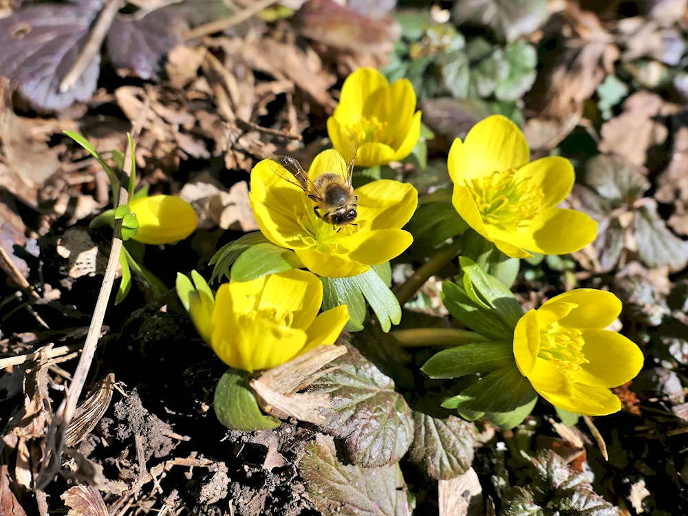 Crocus vetrenitsa